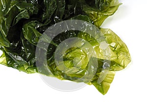 Sea lettuce Ã¢â¬â Lechuga de Mar photo